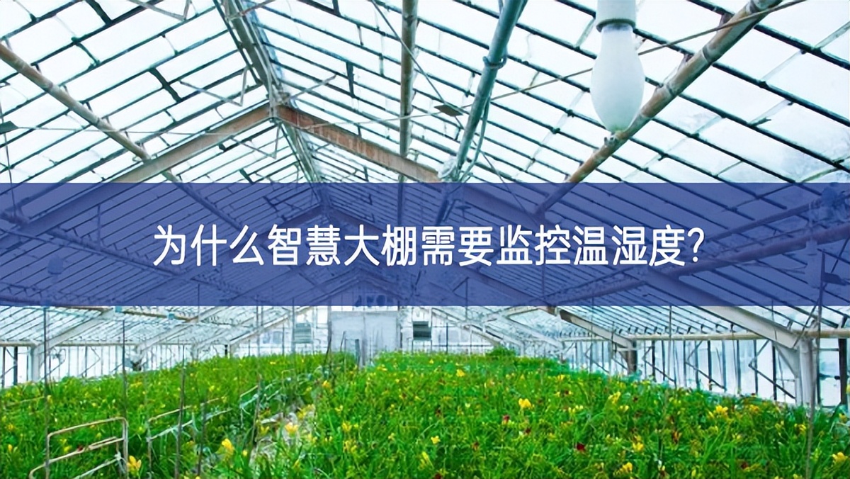 為什么智慧大棚需要監控溫濕度?