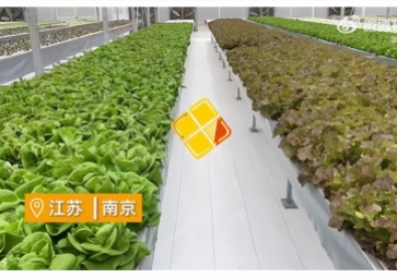 聚英智慧溫室控制系統(tǒng)，建設(shè)植物工廠，一年多茬